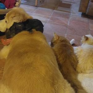 Meet your Posher, Carol